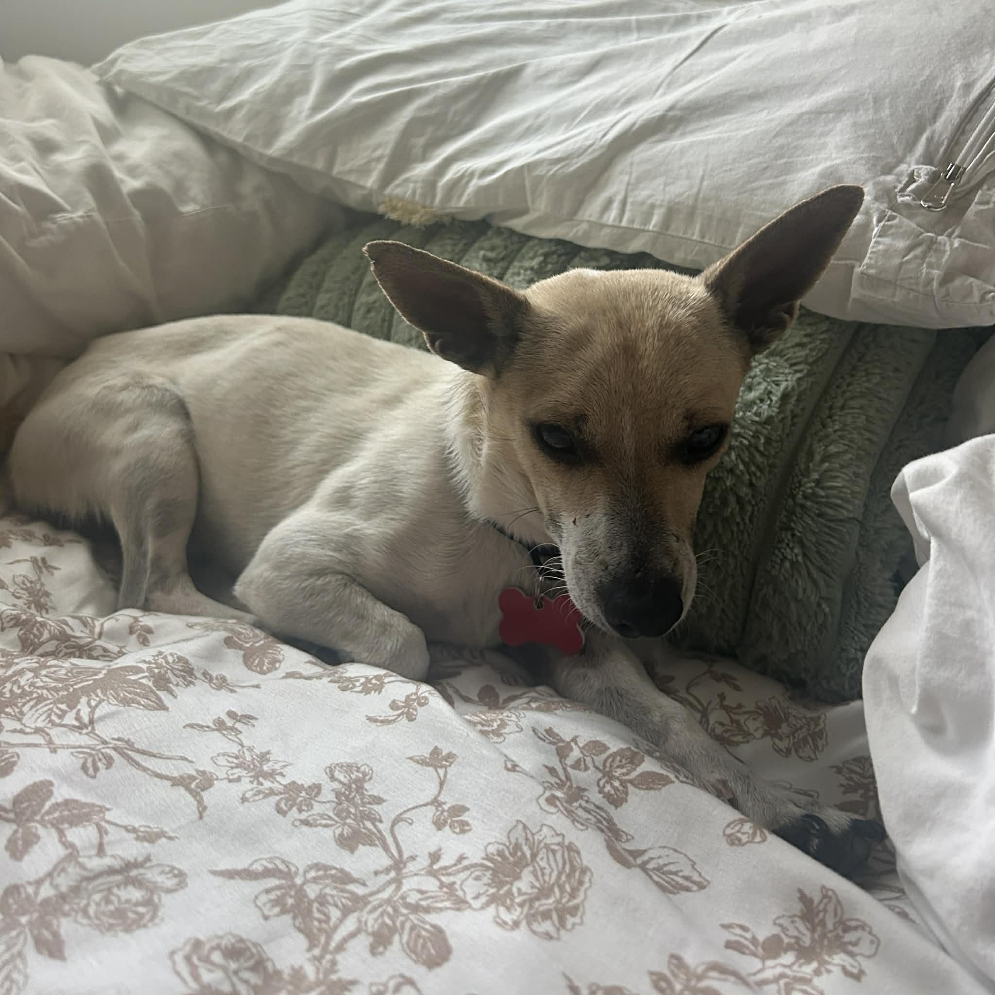 Benny, a ADOPTABLE mixed breed in Boulder, CO image 2/6