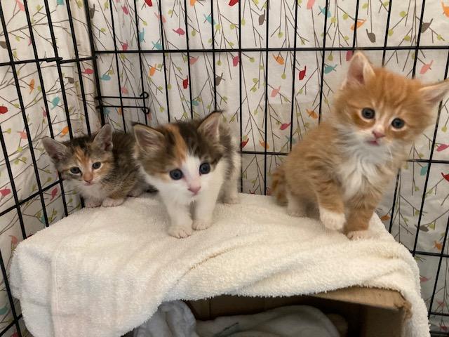 "Crawlspace" Litter of 3 , ADOPTABLE, Kitten Female Domestic Medium Hair.