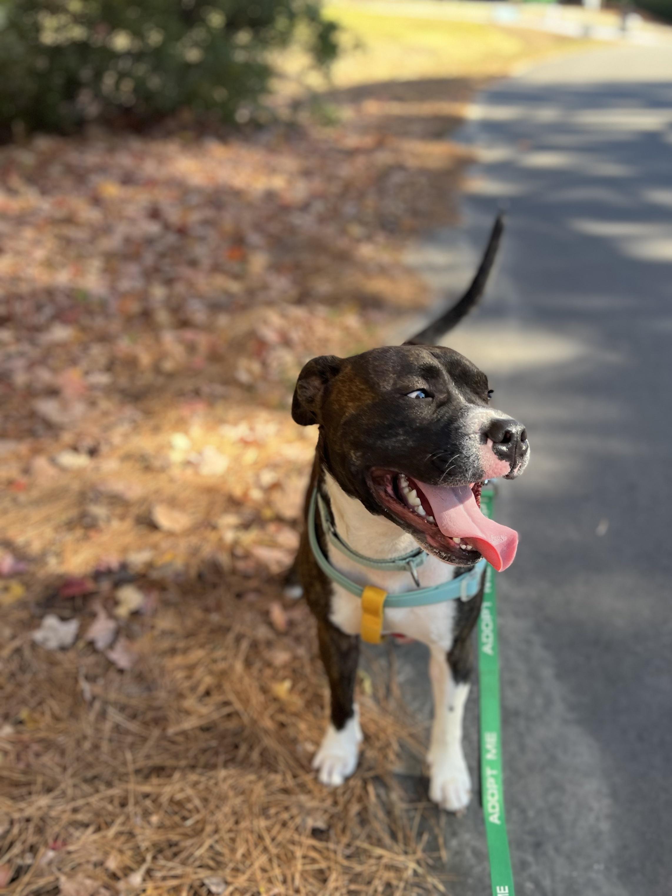 Romeo, a Adoptable mixed breed in Ayden, NC image 2/6