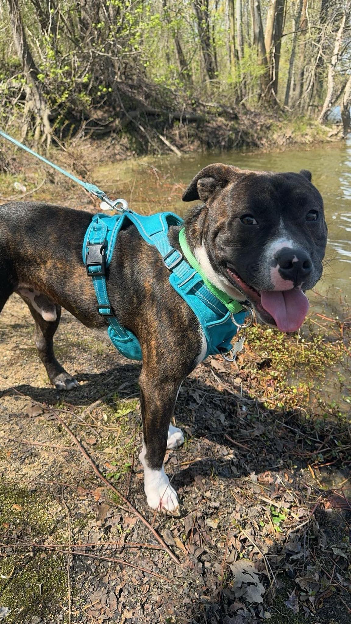 Romeo, a Adoptable mixed breed in Ayden, NC image 5/6
