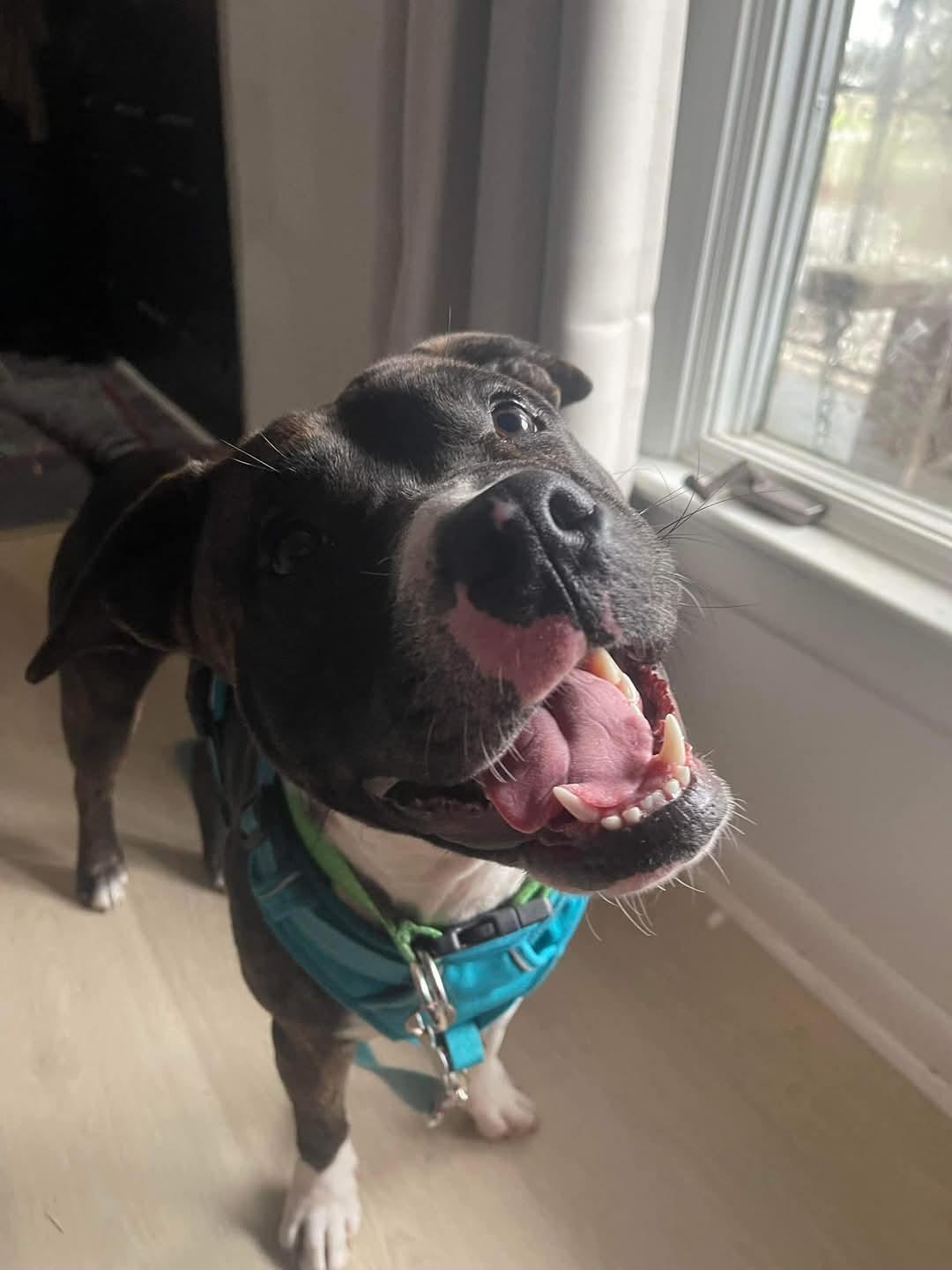 Romeo, a Adoptable mixed breed in Ayden, NC image 6/6