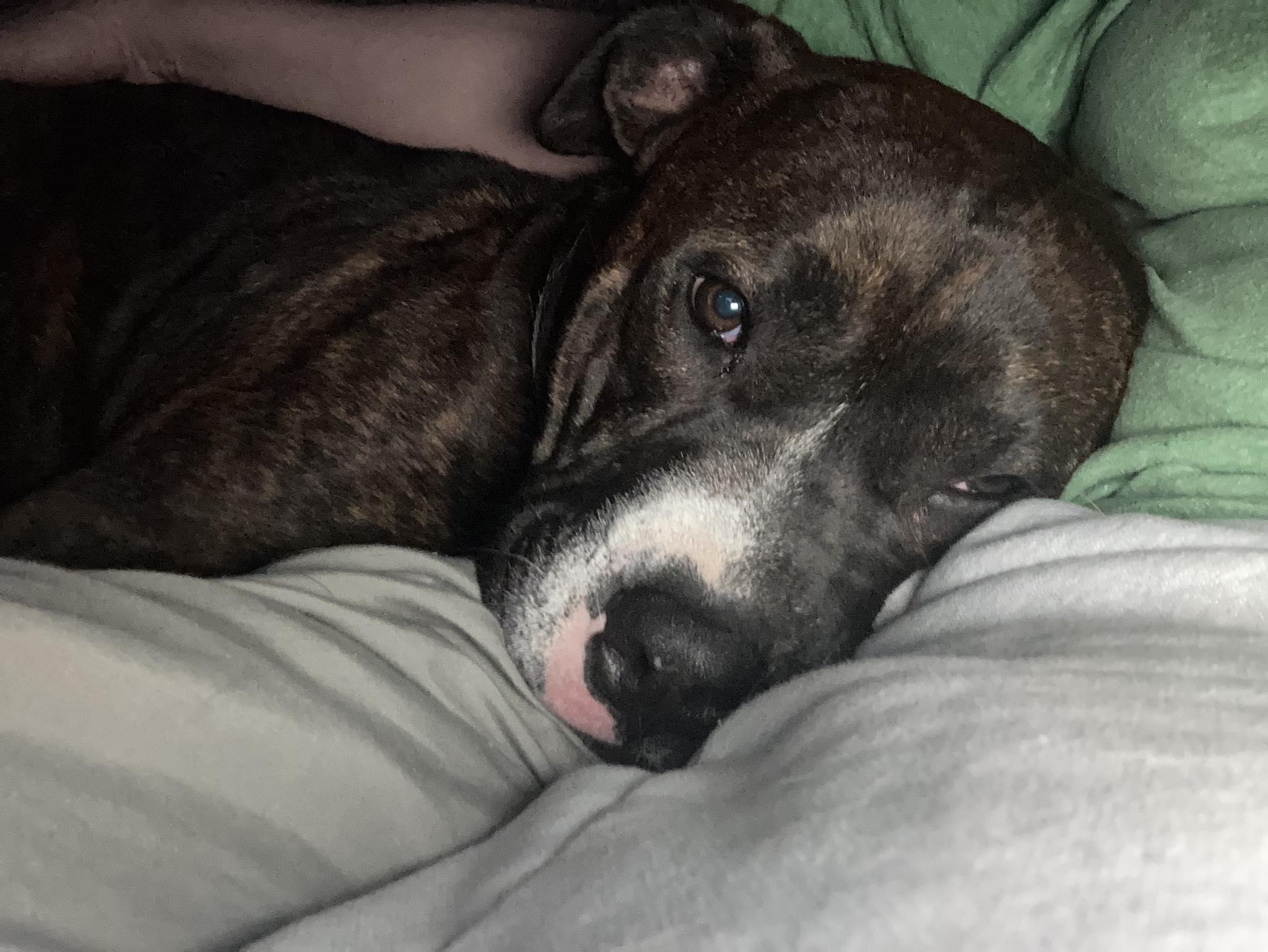 Romeo, a Adoptable mixed breed in Ayden, NC image 3/6