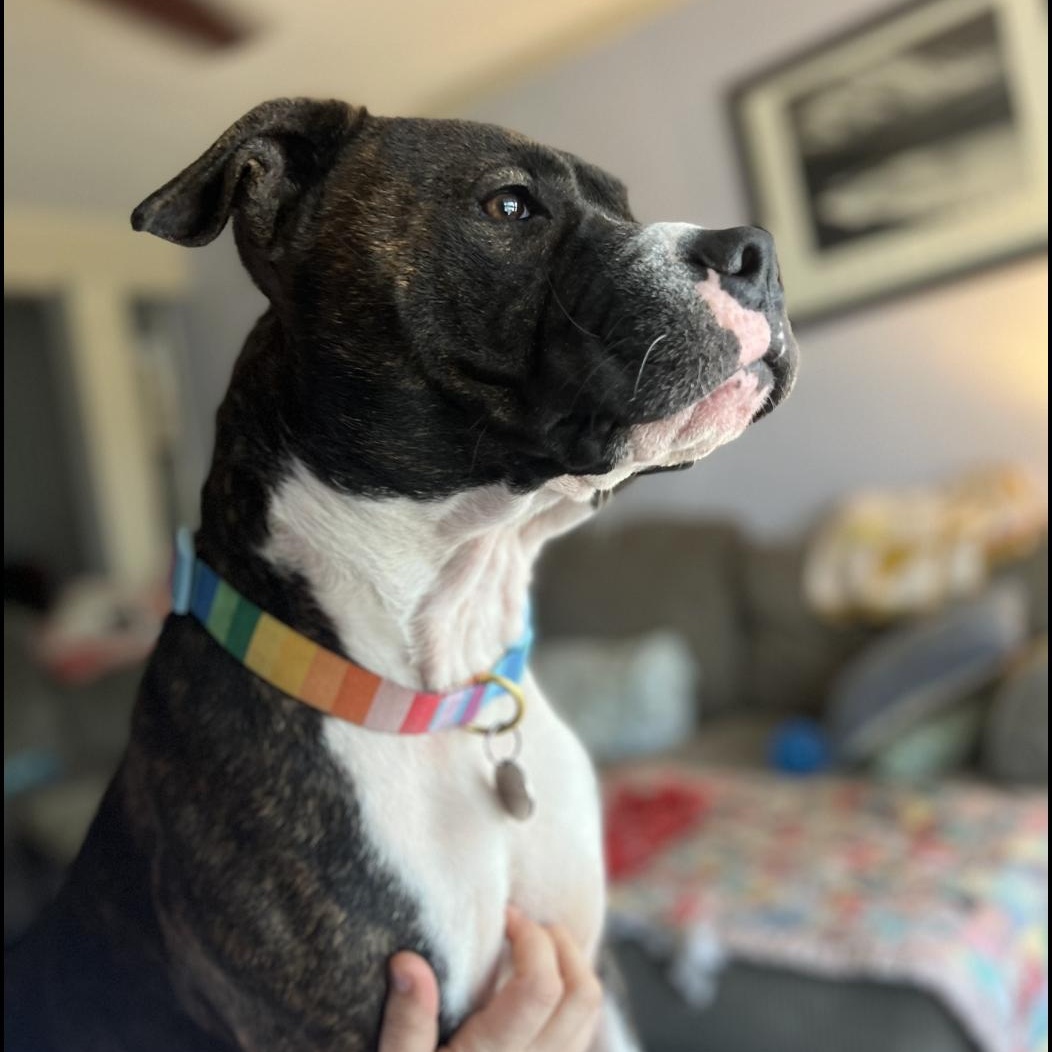 Romeo, adoptable, Adult Male Pit Bull Terrier.