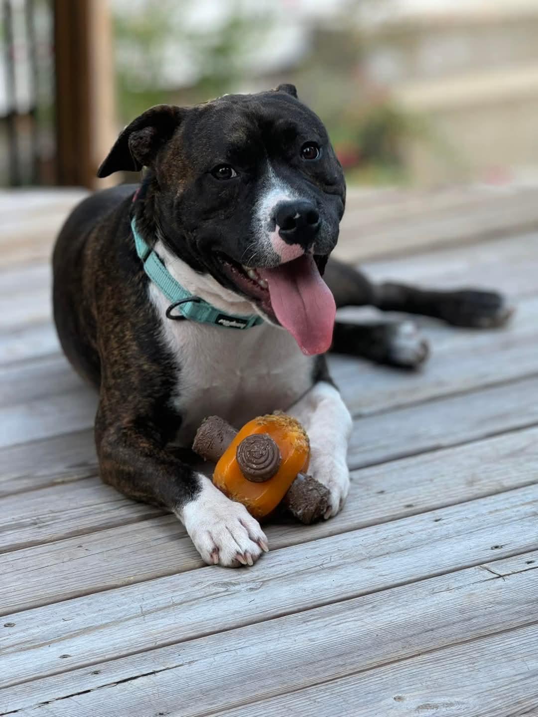 Romeo, a Adoptable mixed breed in Ayden, NC image 4/6