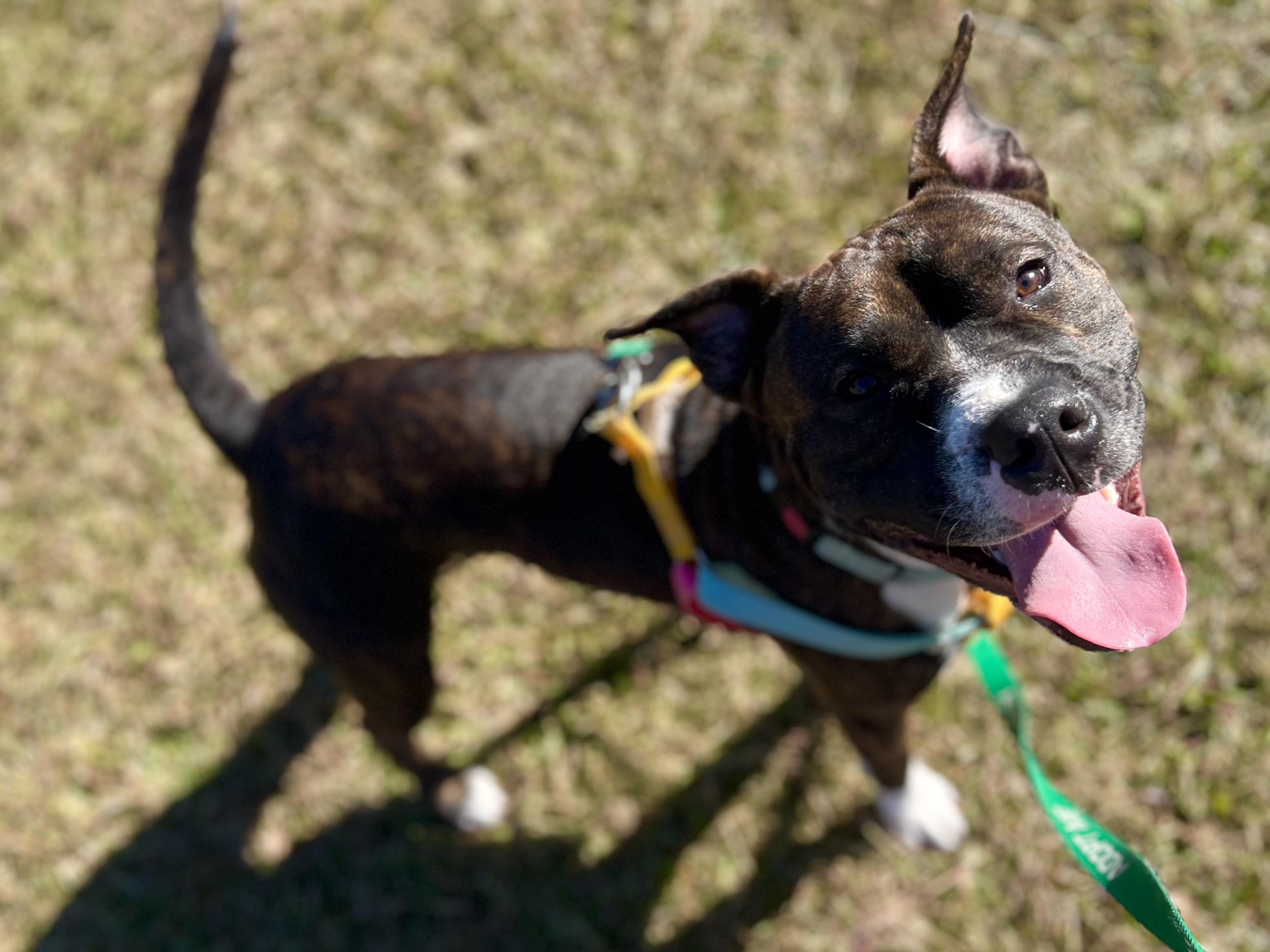 Romeo, Adoptable, Adult Male Pit Bull Terrier.