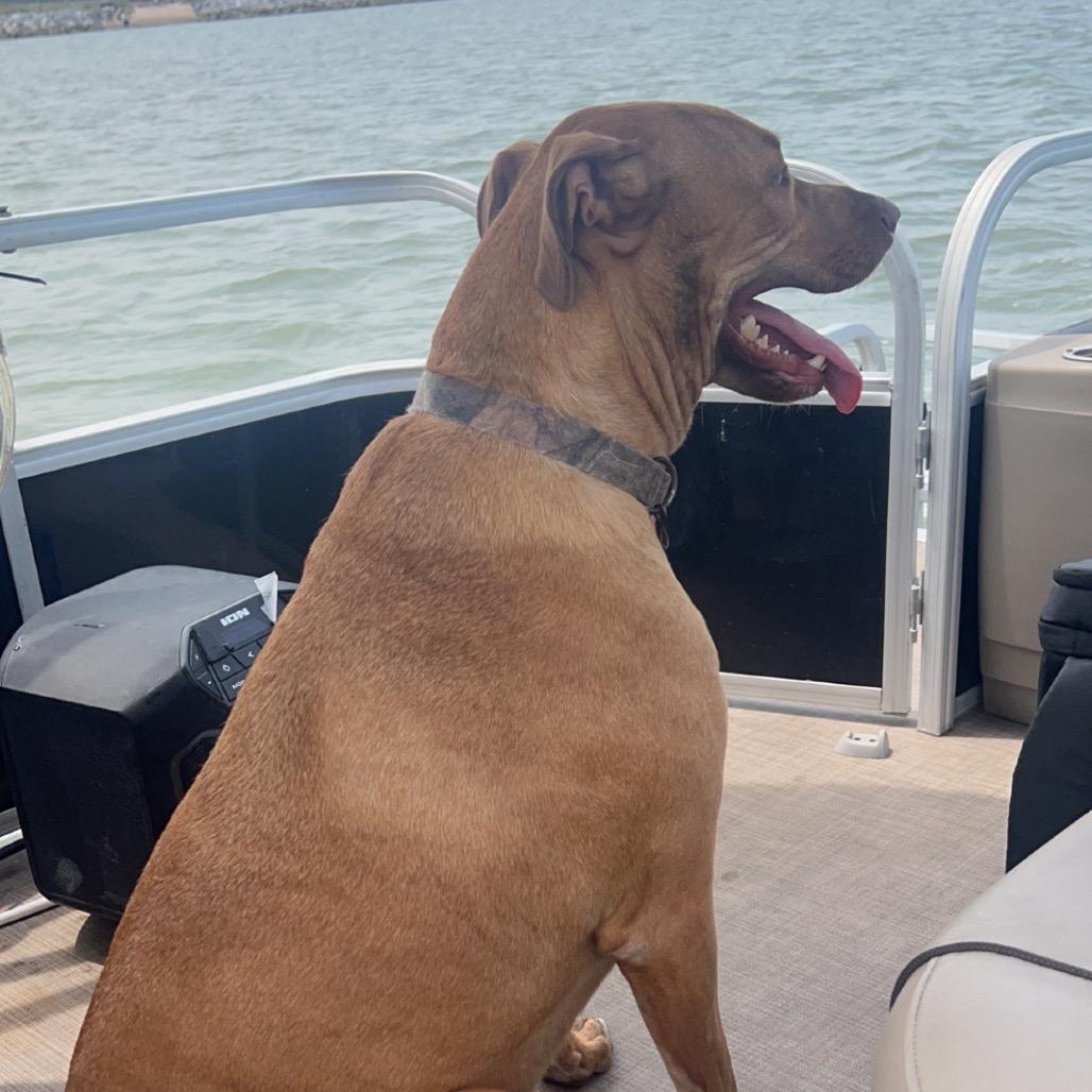 Gavin, Adoptable, Adult Male Pit Bull Terrier.