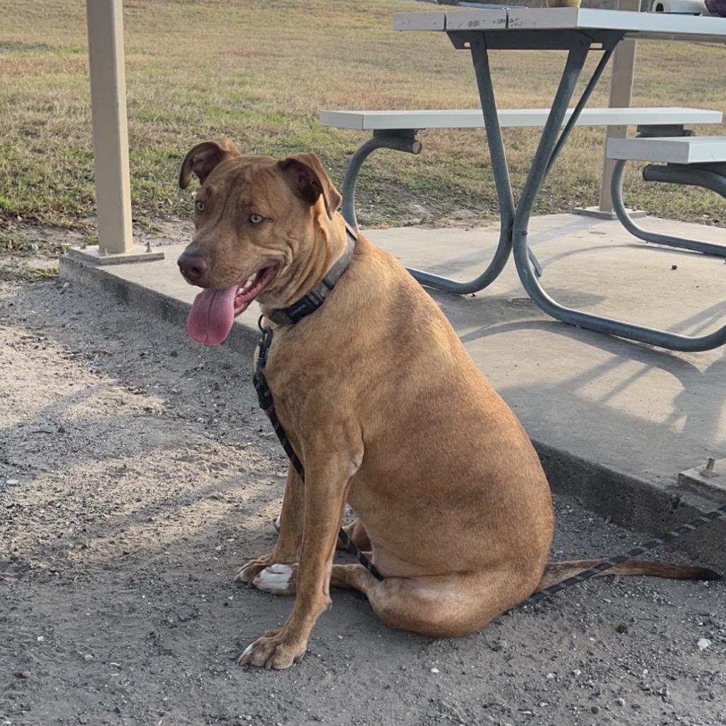 Enlarge Gavin, a Adoptable Pit Bull Terrier in Dallas, TX image 2/6