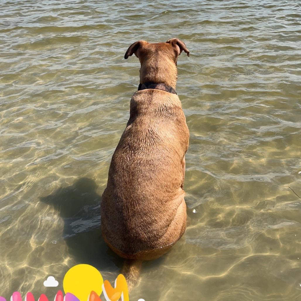 Enlarge Gavin, a Adoptable Pit Bull Terrier in Dallas, TX image 3/6