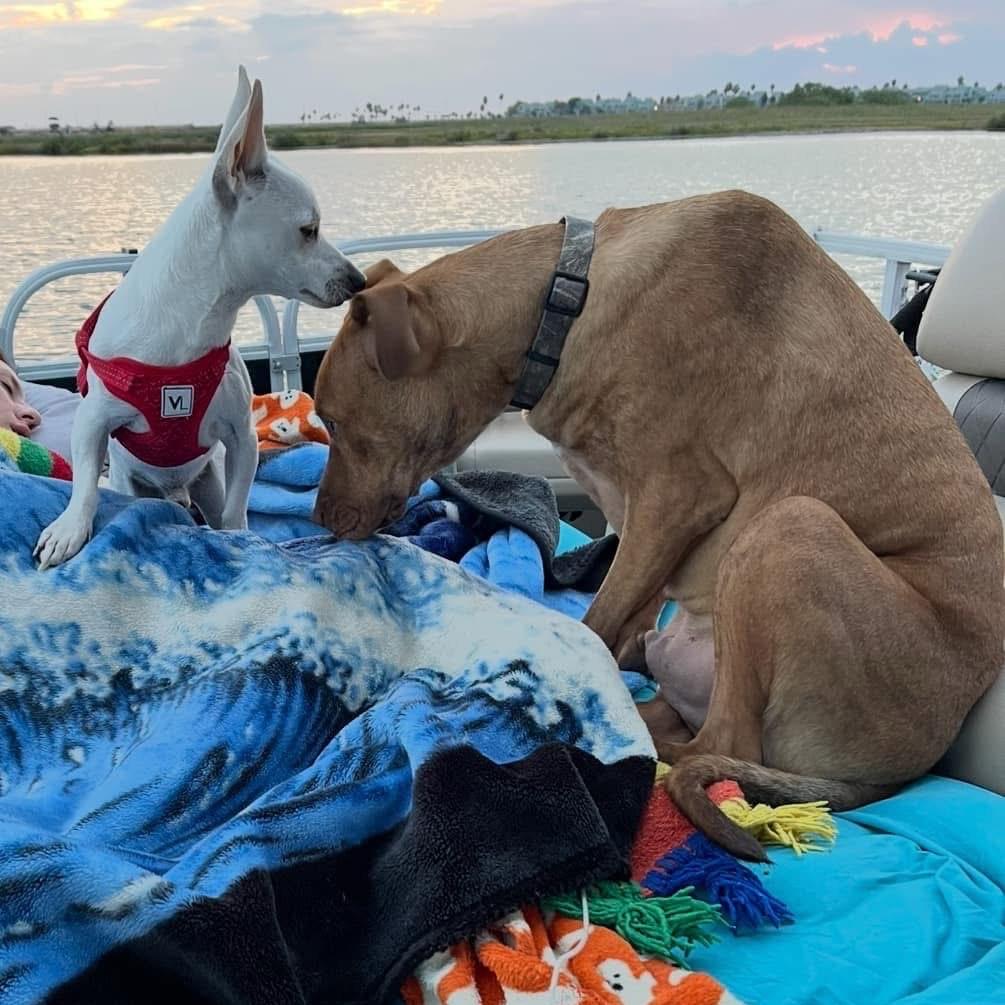 Enlarge Gavin, a Adoptable Pit Bull Terrier in Dallas, TX image 4/6