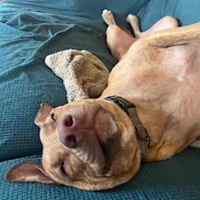 Enlarge Gavin, a Adoptable Pit Bull Terrier in Dallas, TX image 5/6