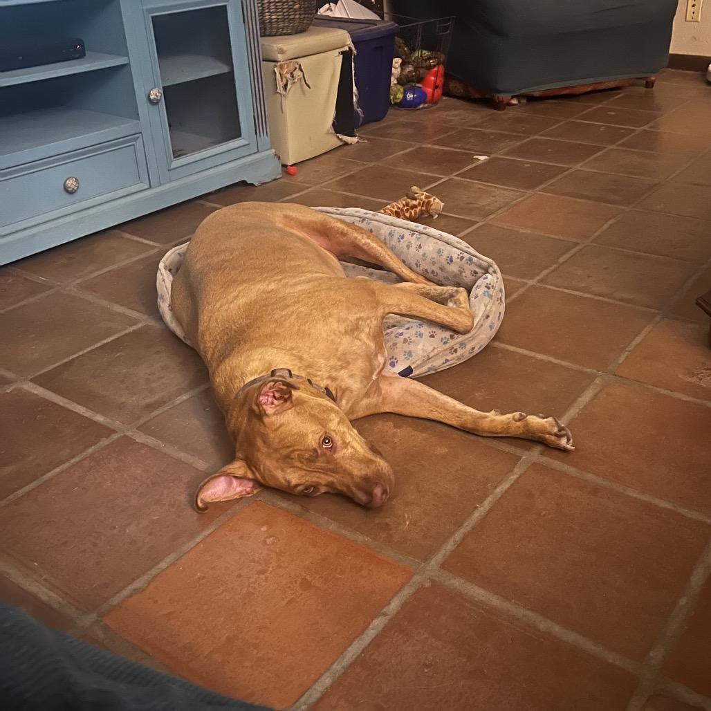 Enlarge Gavin, a Adoptable Pit Bull Terrier in Dallas, TX image 6/6