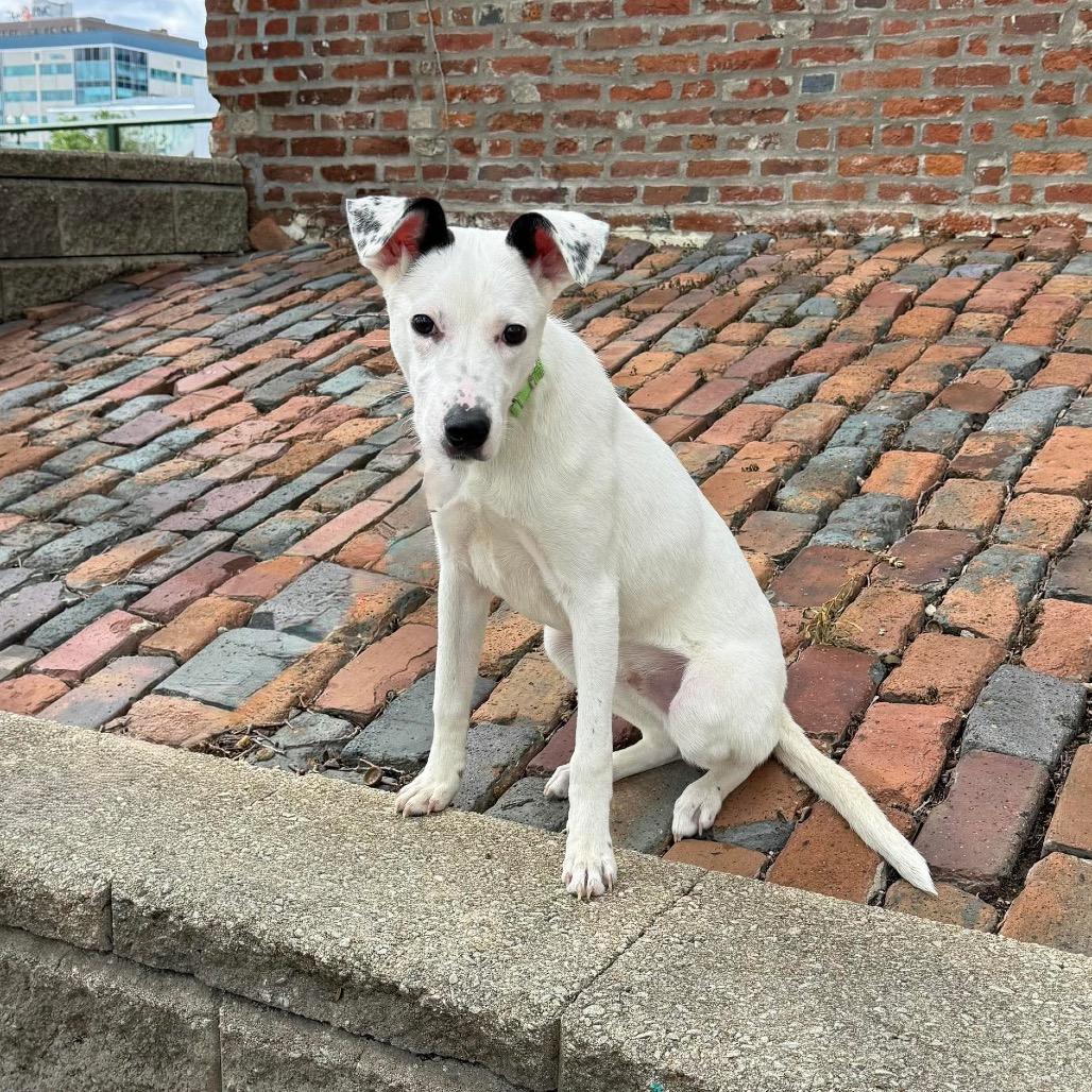 Wallie, Adoptable, Young Male Beagle & Pointer.