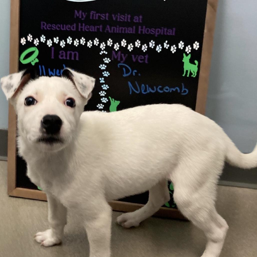 Wallie, Adoptable, Puppy Male Pit Bull Terrier.