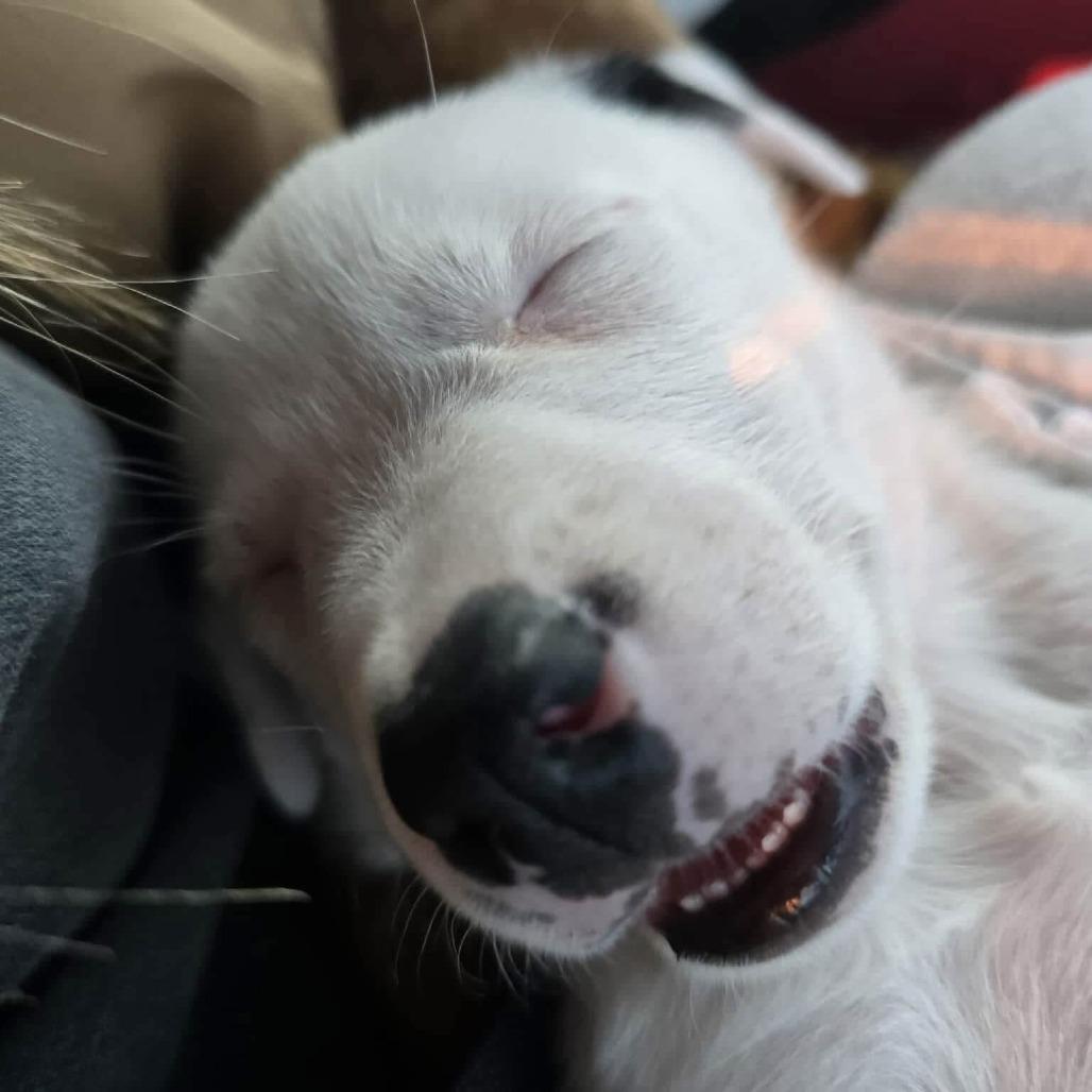 Wallie, Adoptable, Puppy Male Pit Bull Terrier.