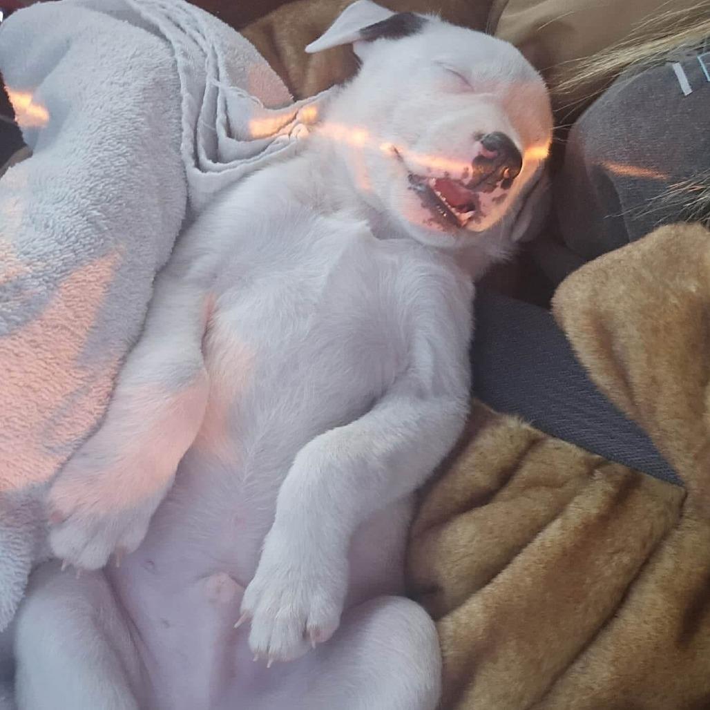 Enlarge Wallie, a Adoptable Pit Bull Terrier in Edwards, IL image 2/2