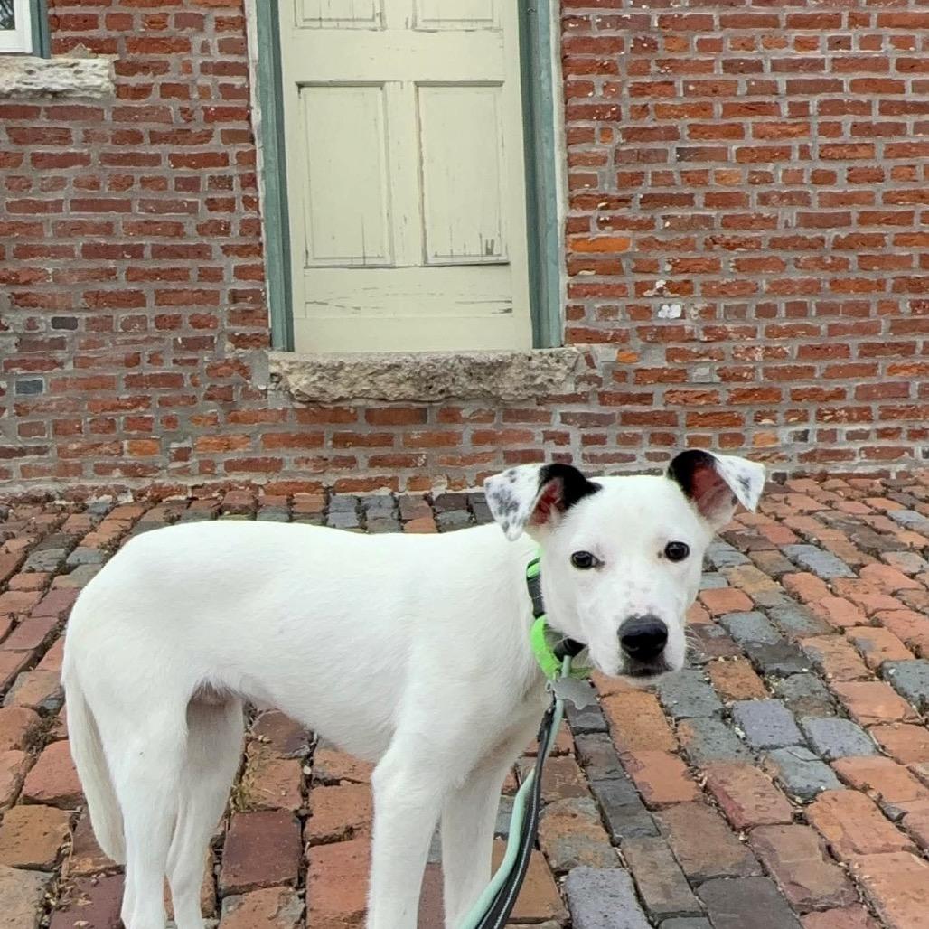 Enlarge Wallie, a Adoptable mixed breed in Edwards, IL image 5/6