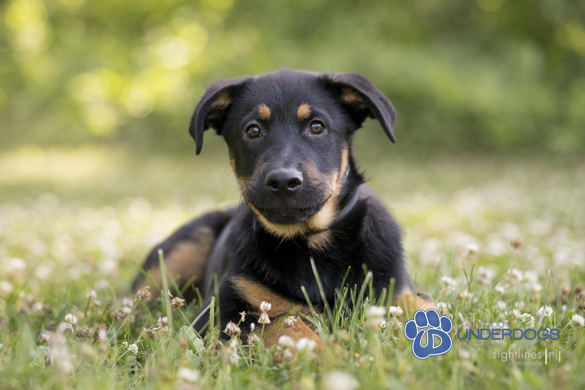 Ventura, an adoptable Shepherd in Winnipeg, MB, R2M 2K2 | Photo Image 1