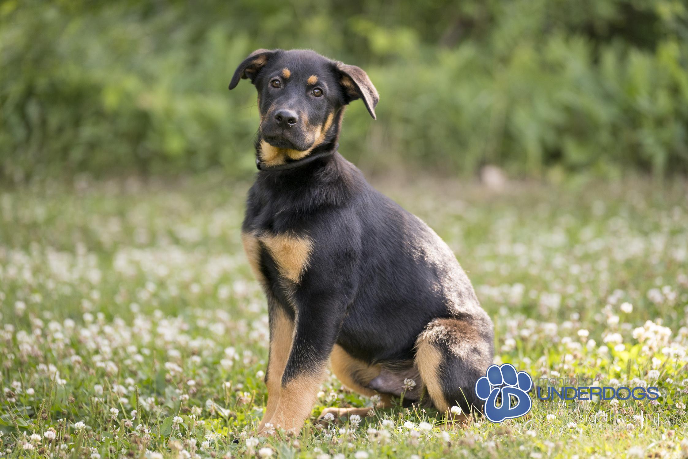 Ventura, an adoptable Shepherd in Winnipeg, MB, R2M 2K2 | Photo Image 2