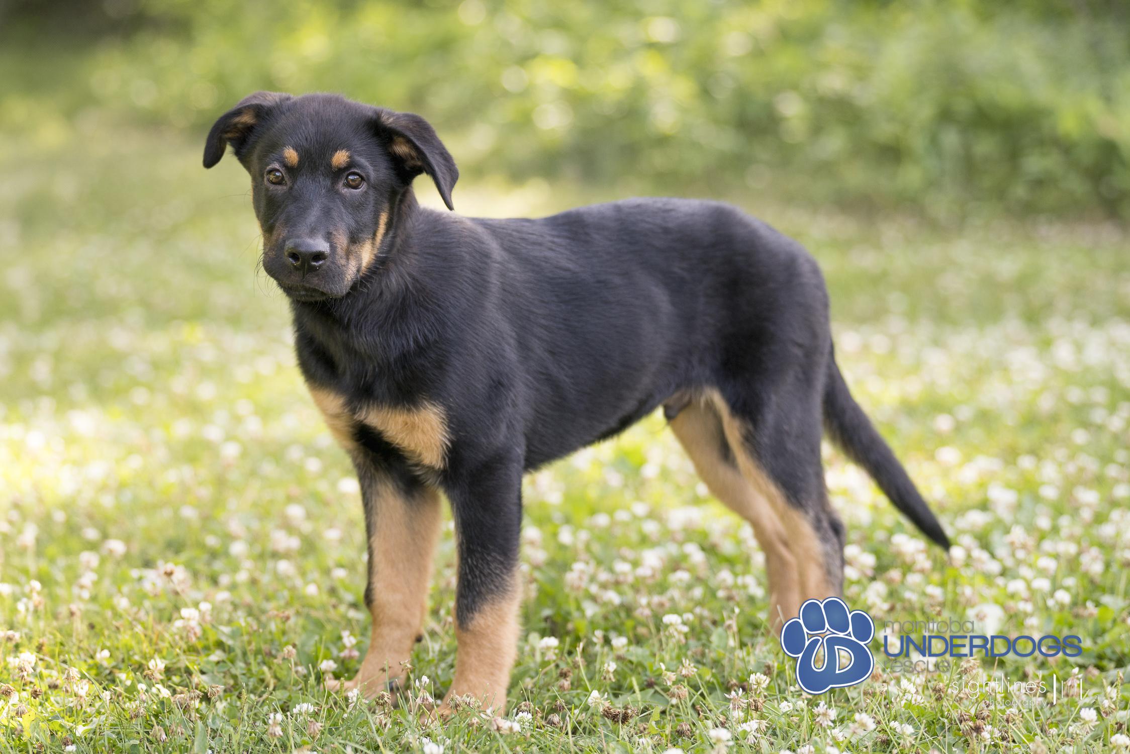 Ventura, an adoptable Shepherd in Winnipeg, MB, R2M 2K2 | Photo Image 4