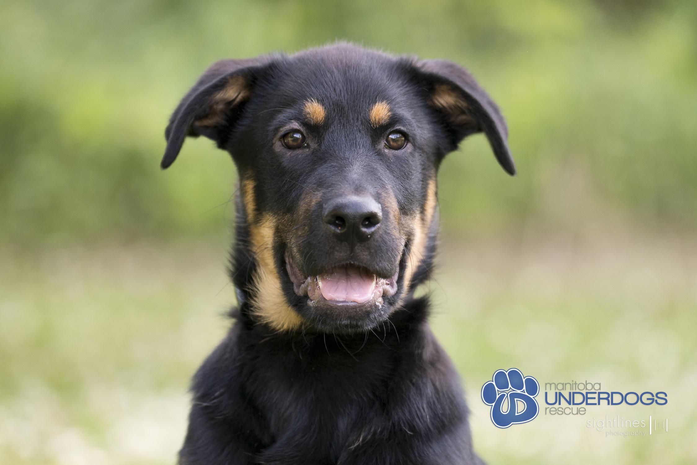 Ventura, an adoptable Shepherd in Winnipeg, MB, R2M 2K2 | Photo Image 3