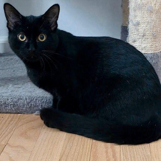 Enlarge Mowgli , a Adoptable Domestic Short Hair in Lake Orion, MI image 1/3