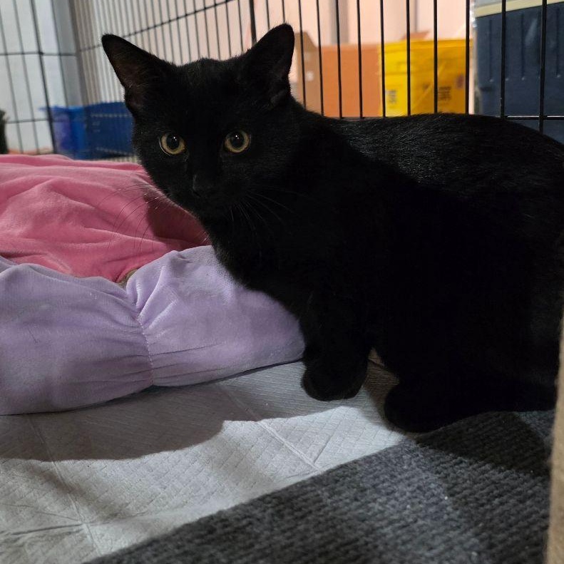 Enlarge Mowgli , a Adoptable Domestic Short Hair in Lake Orion, MI image 2/3