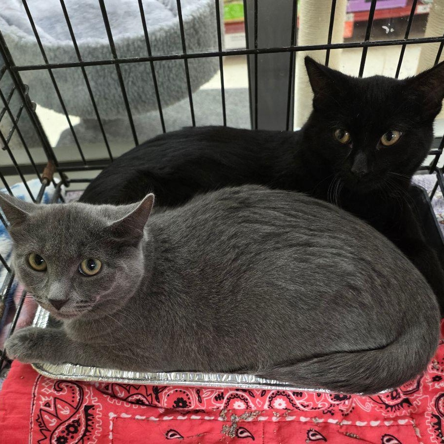 Enlarge Mowgli , a Adoptable Domestic Short Hair in Lake Orion, MI image 3/3