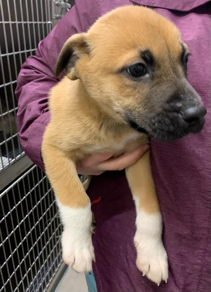 Ferraro, ADOPTABLE, Puppy Male Pit Bull Terrier.