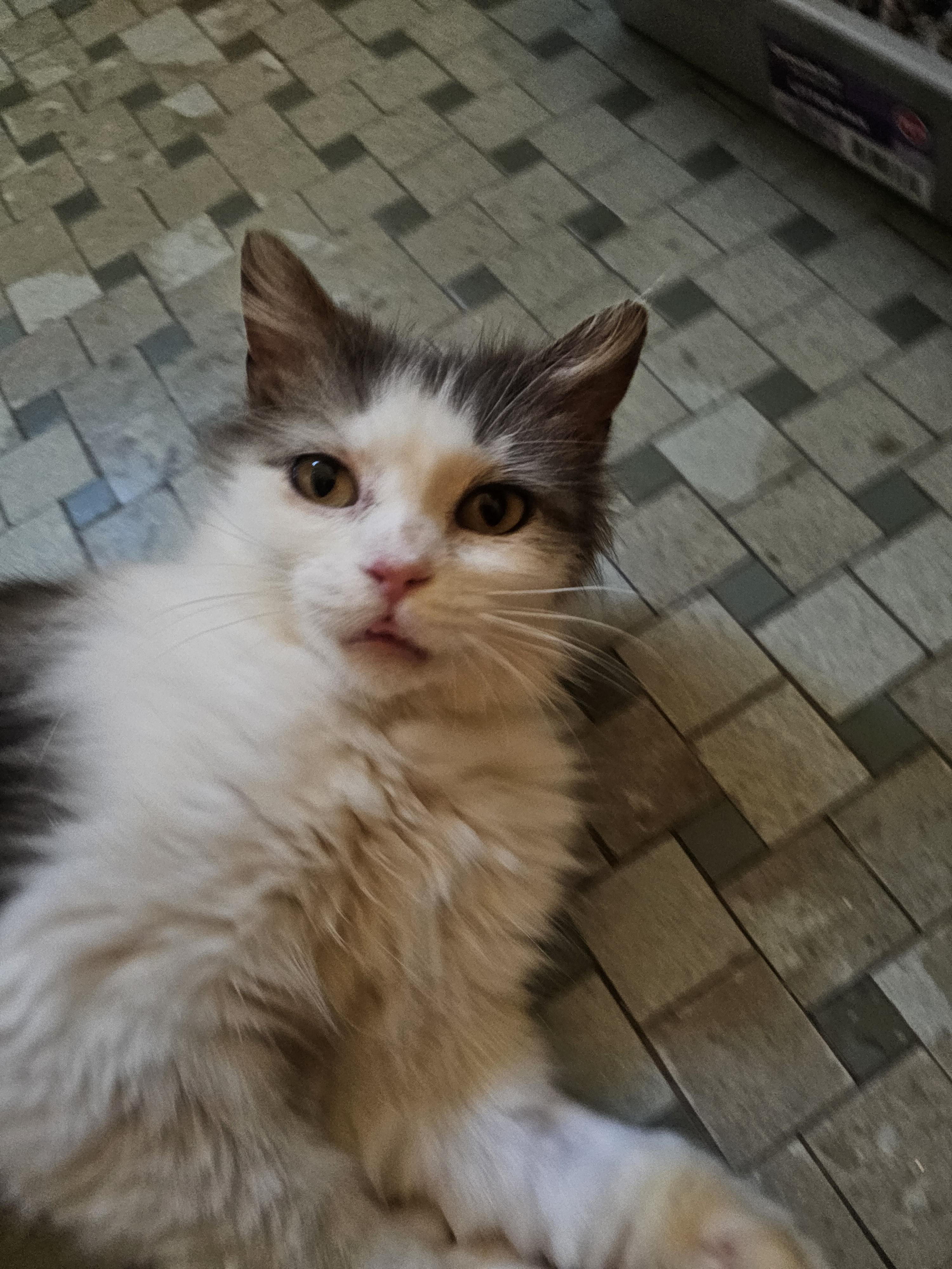 Enlarge Pearl, a ADOPTABLE Domestic Medium Hair in Pittsburgh, PA image 2/4