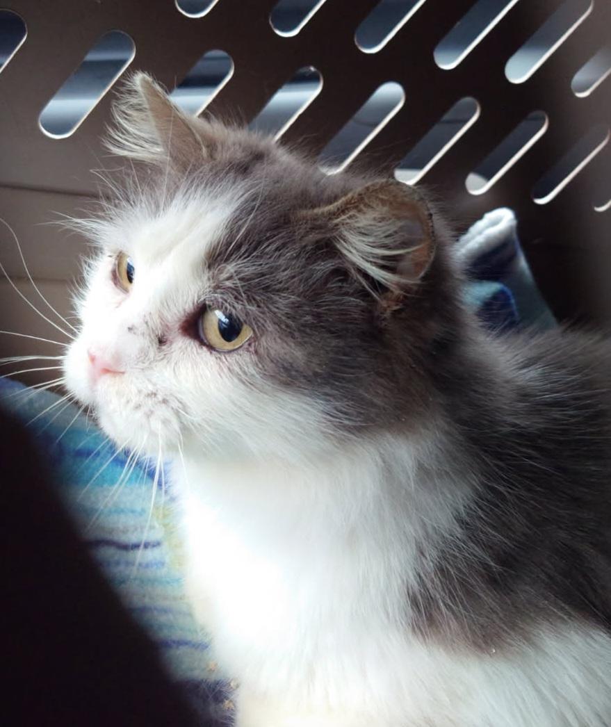 Enlarge Pearl, a ADOPTABLE Domestic Medium Hair in Pittsburgh, PA image 4/4