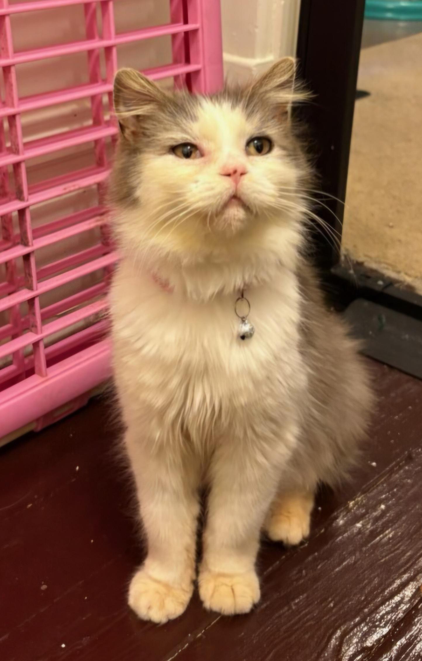 Enlarge Pearl, a ADOPTABLE Domestic Medium Hair in Pittsburgh, PA image 3/4