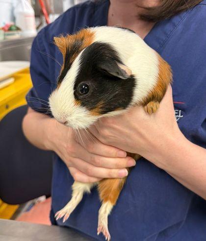 Hint of Lime (& Cantina), Adoptable, Adult Female Guinea Pig & Guinea Pig.