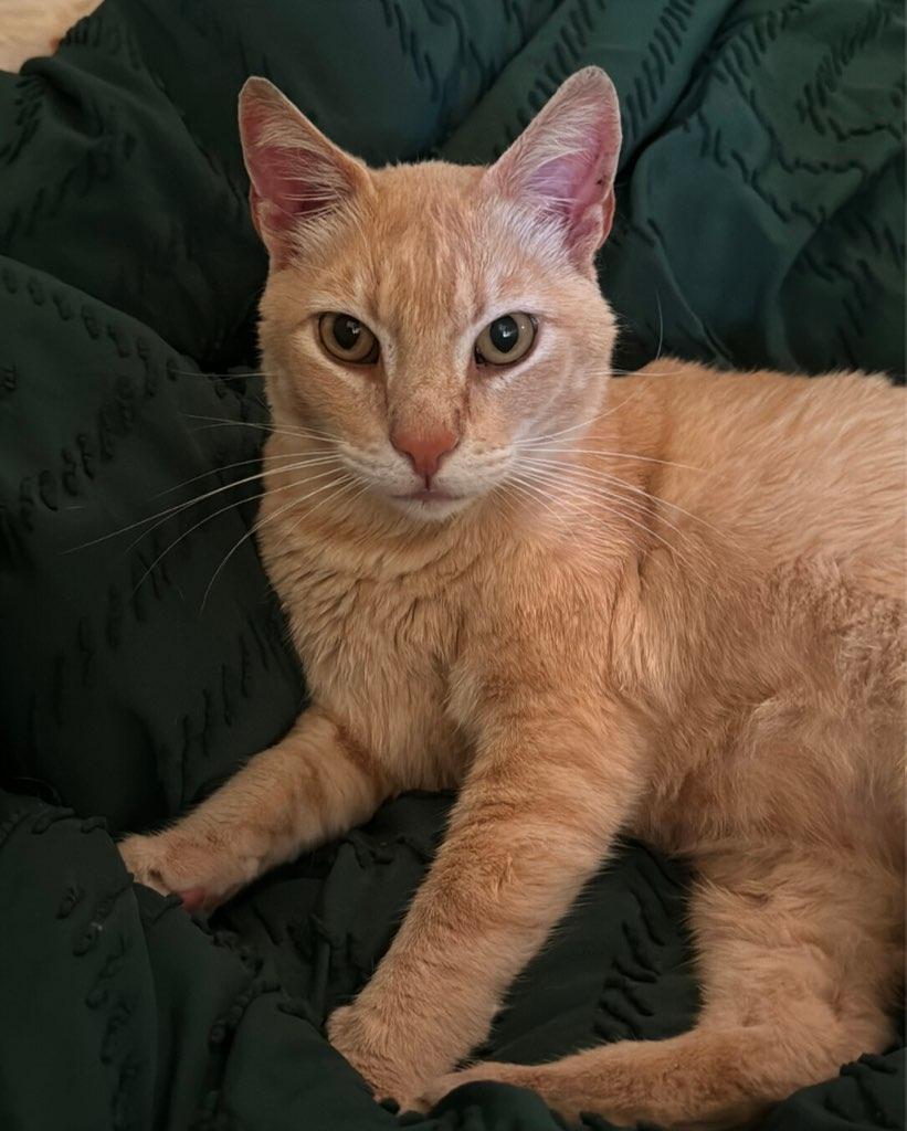 Milo