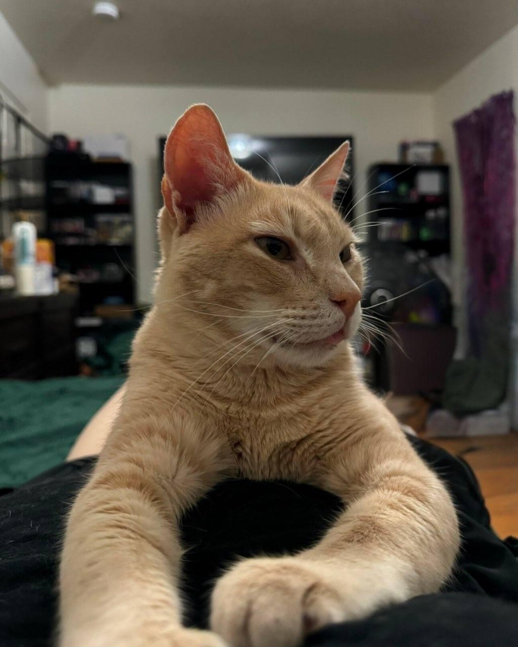 Milo