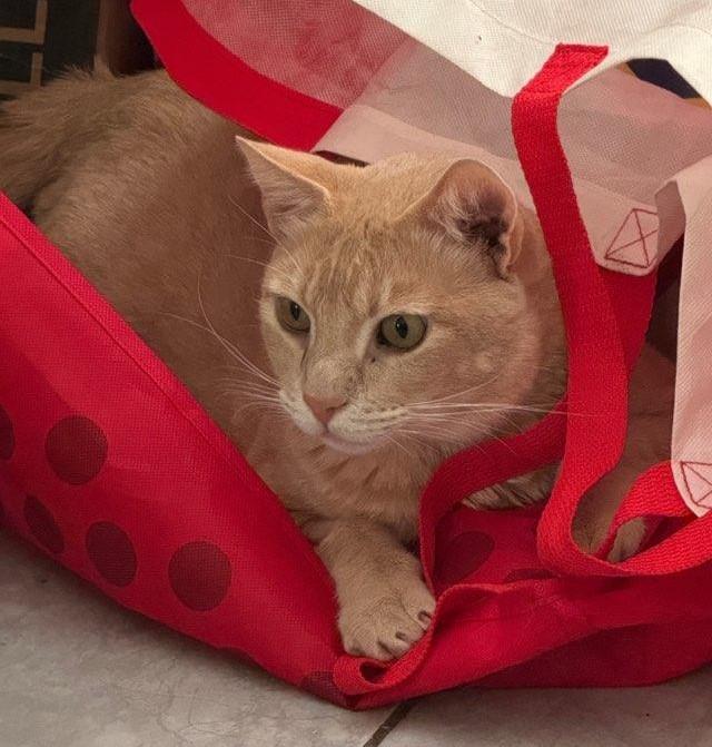 Milo