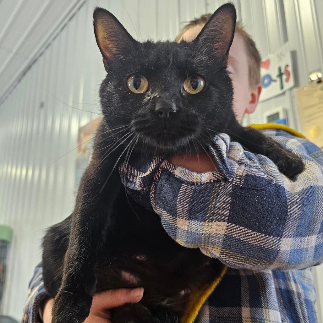 Enlarge Pixie, a Adoptable Domestic Short Hair in Corydon, IN image 1/1