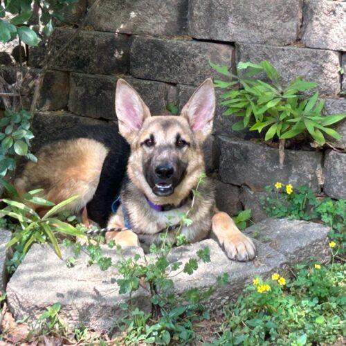 Ricky, Adoptable, Puppy Male German Shepherd Dog.