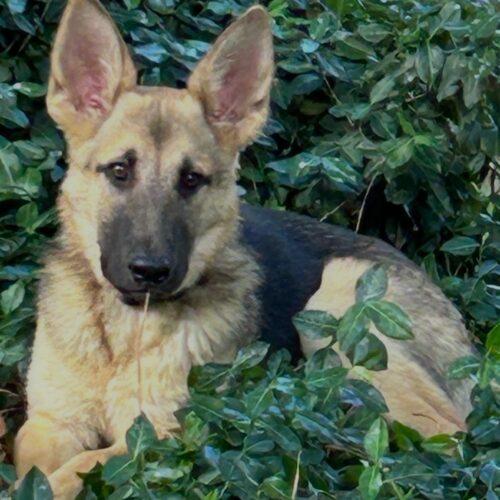 Enlarge Ricky, a Adoptable German Shepherd Dog in Raleigh, NC image 2/3
