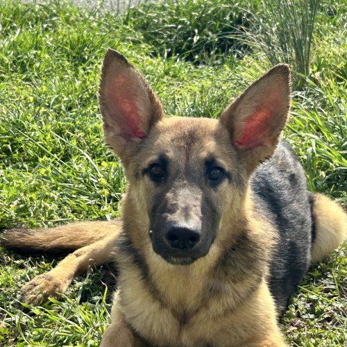 Enlarge Ricky, a Adoptable German Shepherd Dog in Raleigh, NC image 3/3