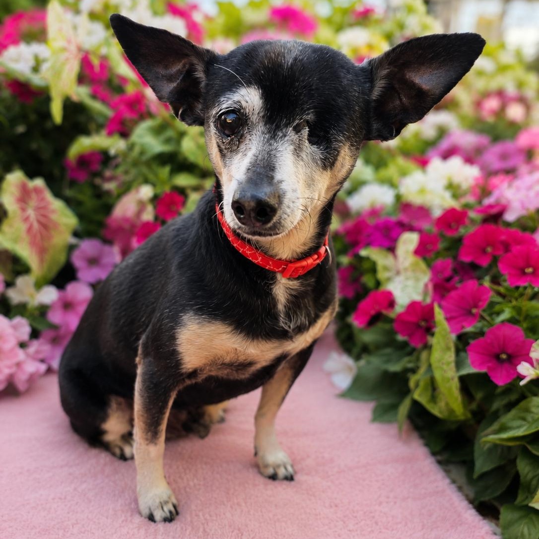 Cricket, Adoptable, Adult Female Chihuahua.