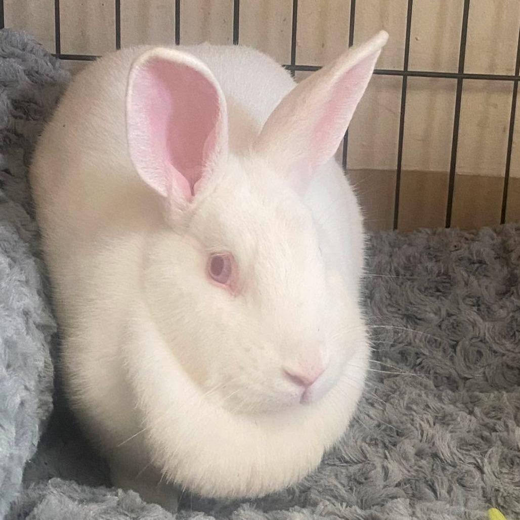 Siren, Adoptable, Young Female Bunny Rabbit.