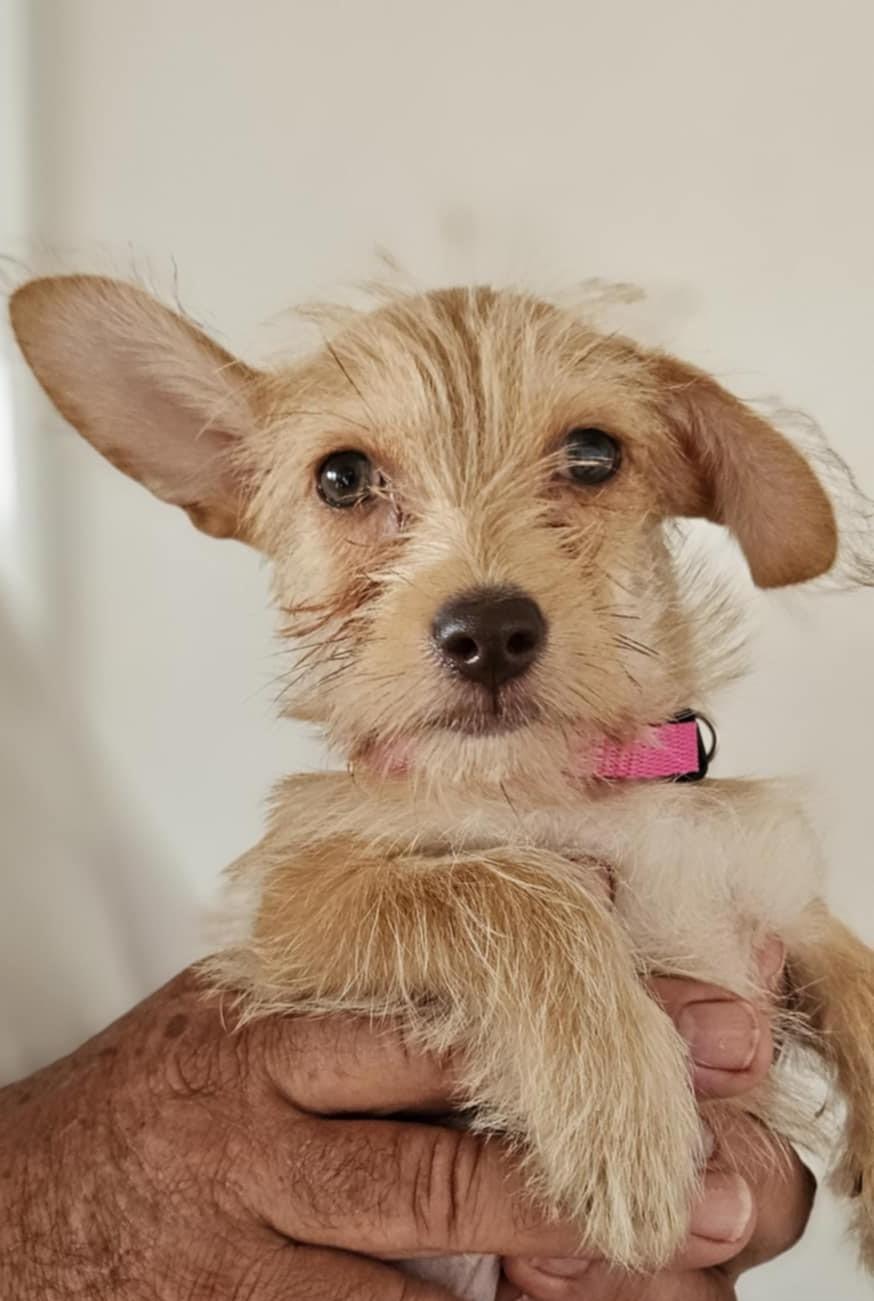 Tater Tot, Baby Female unknown