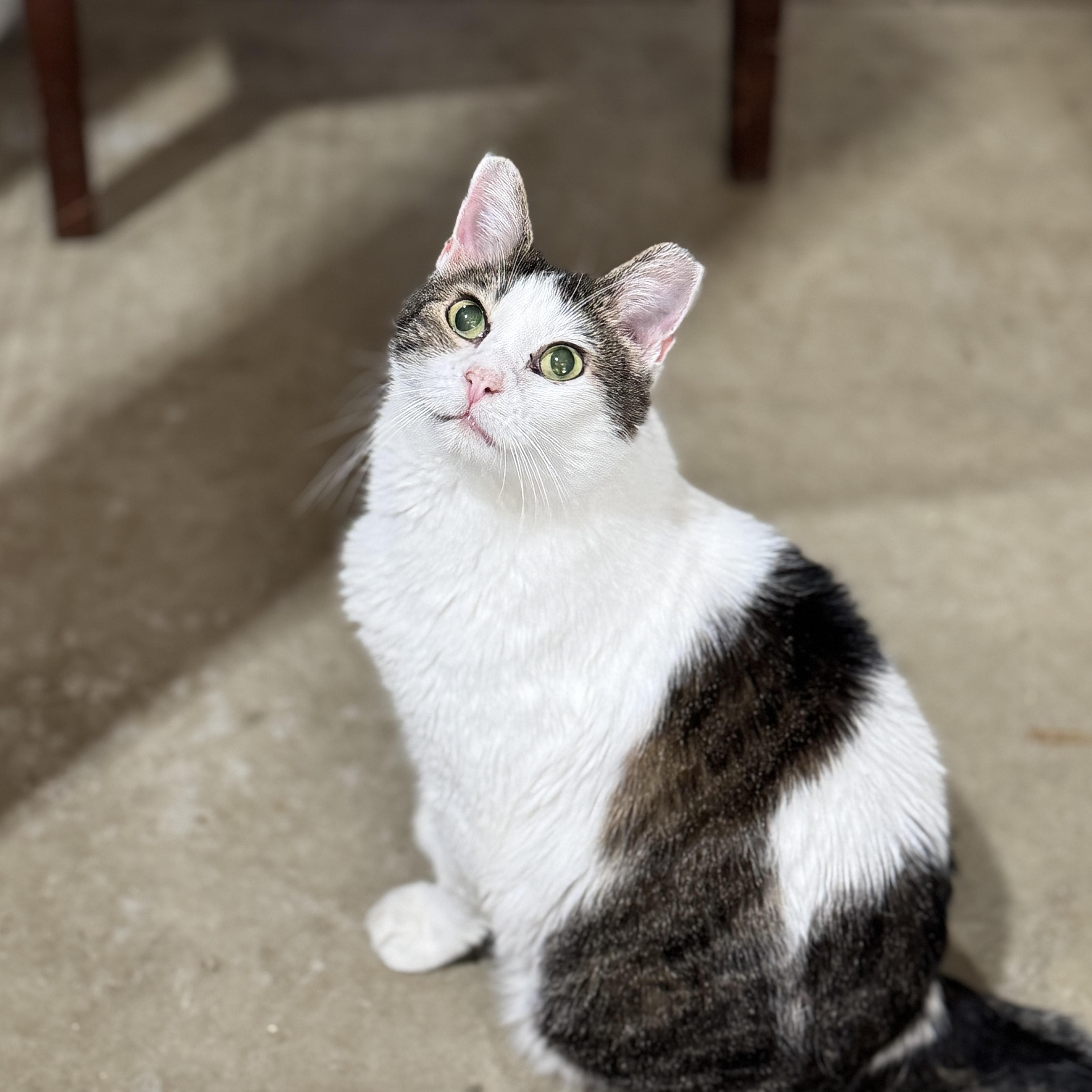 Pete, Adoptable, Senior Male American Shorthair.