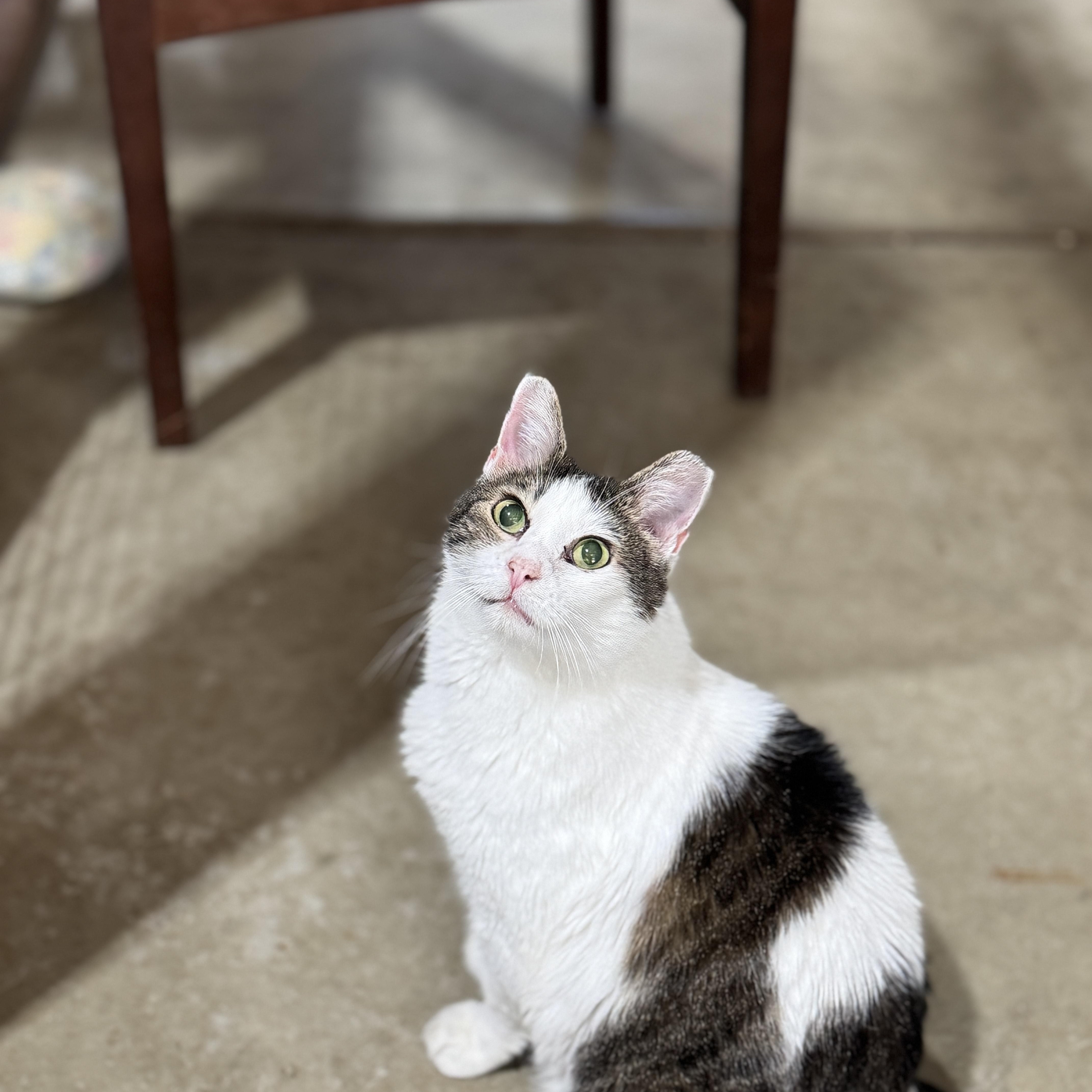 Enlarge Pete, a Adoptable mixed breed in Harrisville, UT image 3/3