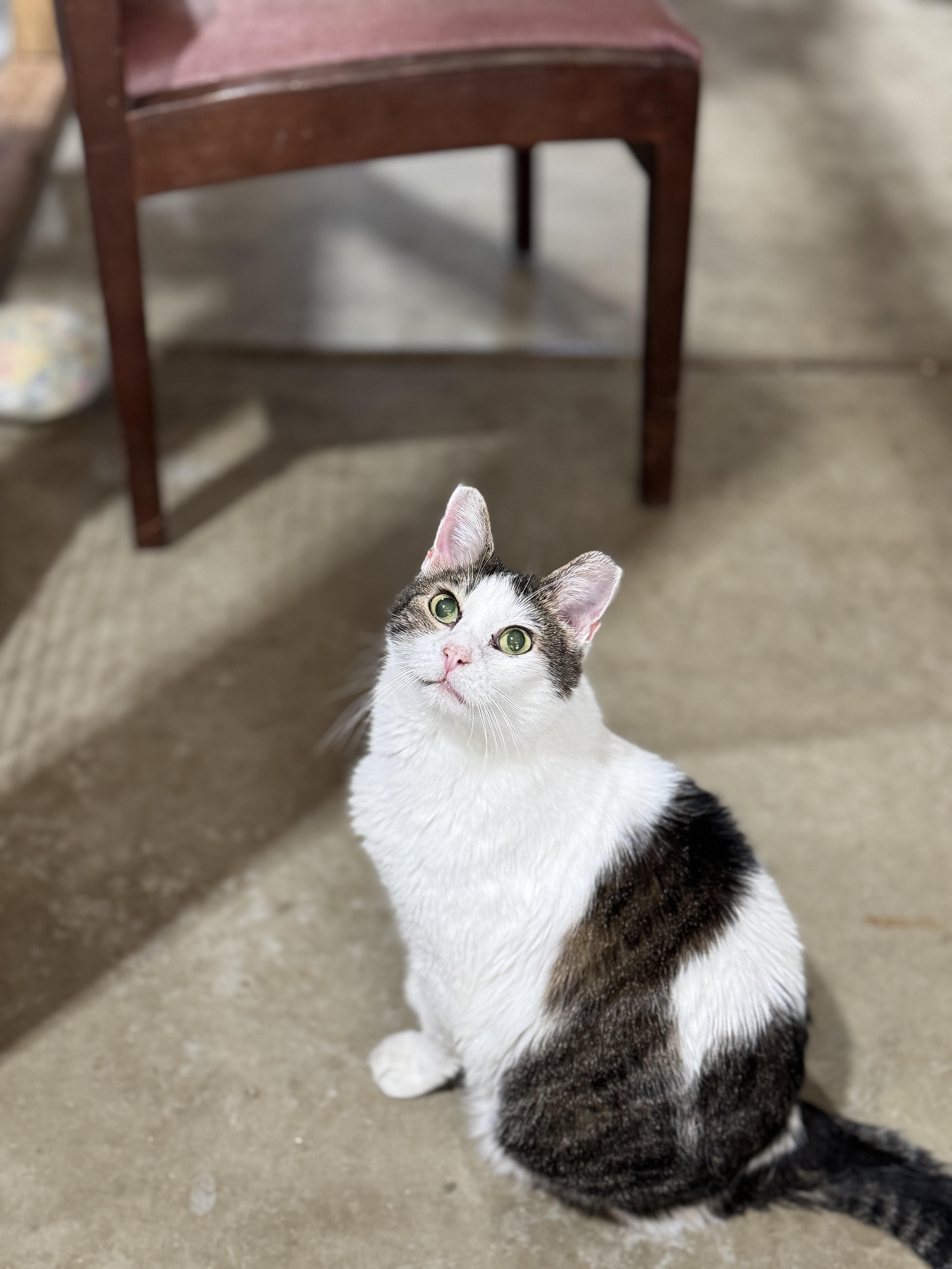 Enlarge Pete, a Adoptable mixed breed in Harrisville, UT image 2/3