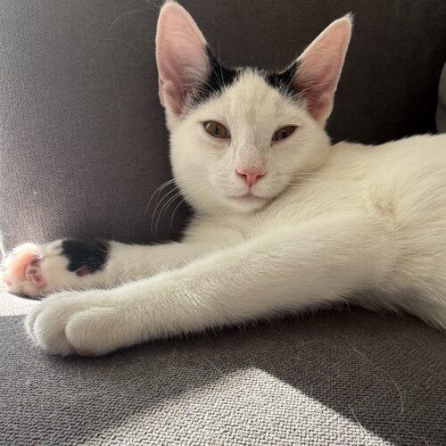 Franz, Adoptable, Kitten Male Domestic Short Hair.