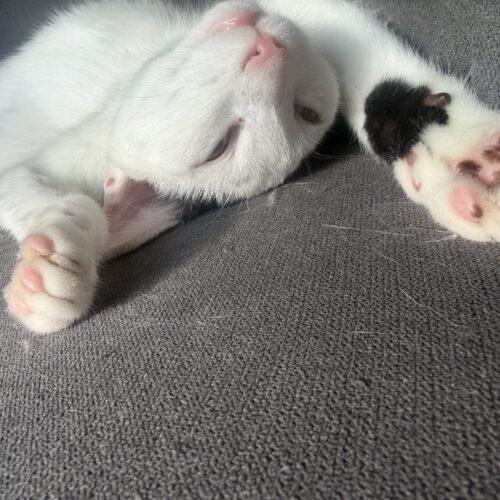Franz, Adoptable, Kitten Male Domestic Short Hair.