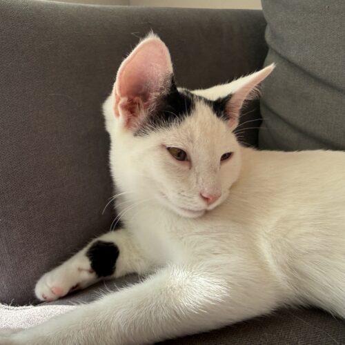 Franz, a Adoptable Domestic Short Hair in Canal Winchester, OH image 4/5