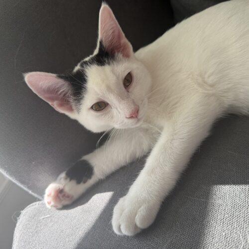 Franz, a Adoptable Domestic Short Hair in Canal Winchester, OH image 5/5