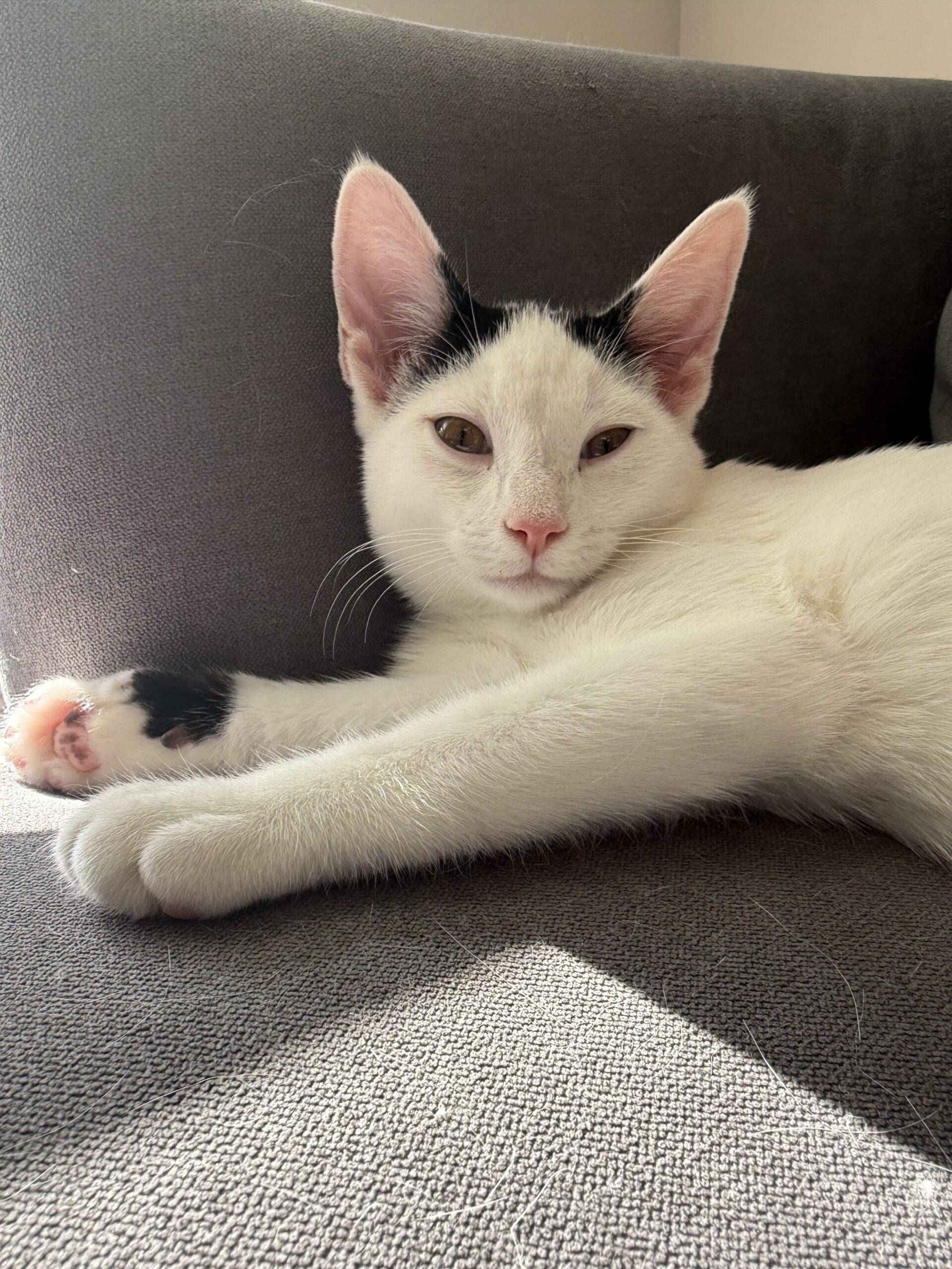 Enlarge Franz, a Adoptable Domestic Short Hair in Canal Winchester, OH image 5/5